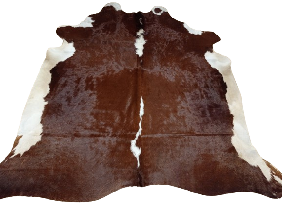 Ogromna  skóra bydlęca 220x210 cm rozłożona w dużym salonie -  XXL - dekoracyjneskory.pl