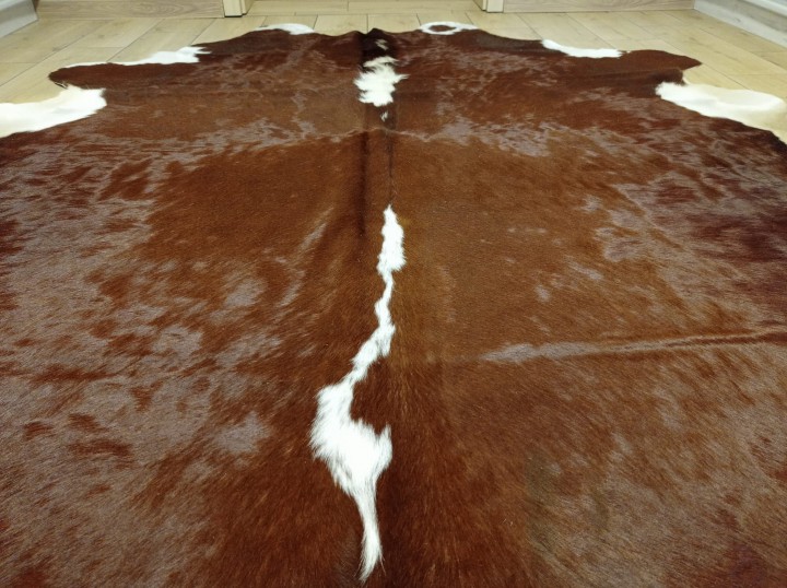 Ogromna  skóra bydlęca 220x210 cm rozłożona w dużym salonie - zbliżenie na lśniącą sierść - dekoracyjneskory.pl