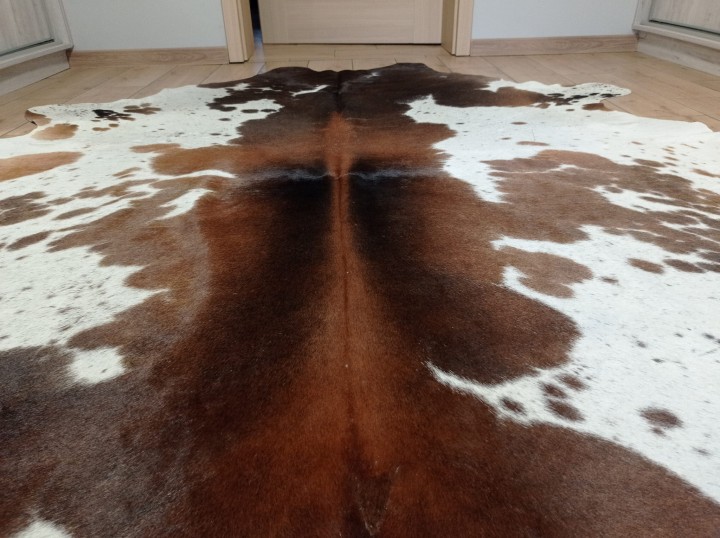 Ogromna  skóra bydlęca 225x215 cm rozłożona w dużym salonie -  zbliżenie na lśniącą sierść - dekoracyjneskory.pl
