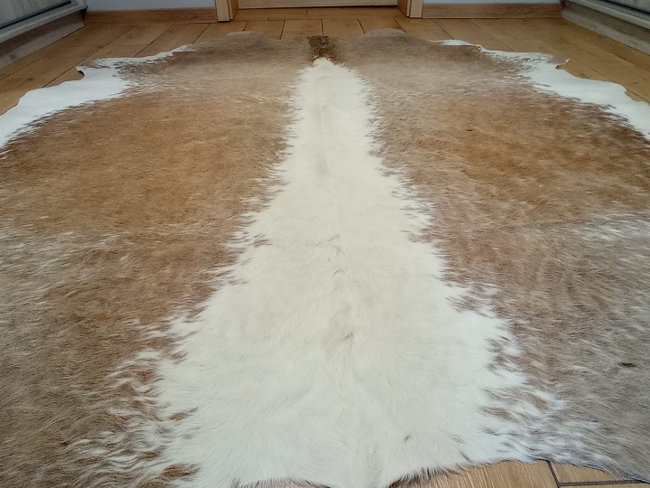 Naturalna skóra bydlęca 210x210 cm rozłożona w dużym salonie -zbliżenie na lśniącą sierść - dekoracyjneskory.pl