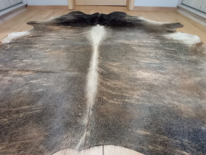 Naturalna skóra bydlęca 22x215 cm rozłożona w dużym salonie - zbliżenie na lśniącą sierść - dekoracyjneskory.pl