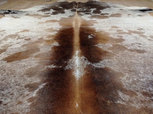 Ogromna  skóra bydlęca 230x210 cm rozłożona w dużym salonie -  ŁACIATA XXL - zbliżenie na lśniącą sierść -  dekoracyjneskory.pl