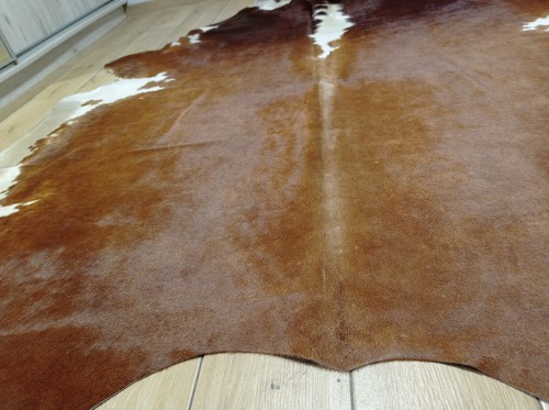 Ogromna  skóra bydlęca 225x220 cm rozłożona w dużym salonie -  XXL - zbliżenie na lśniącą sierść - dekoracyjneskory.pl