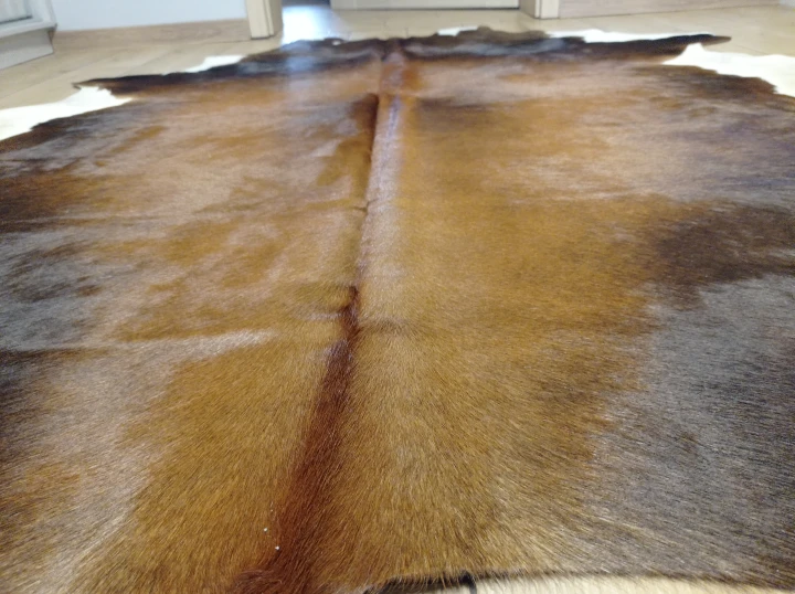 Naturalna skóra bydlęca 200x190 cm rozłożona w dużym salonie  - zbliżenie na lśniącą sierść - dekoracyjneskory.pl