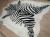 Naturalna skóra bydlęca ZEBRA 220x185 cm rozłożona w dużym salonie  - dekoracyjneskory.pl