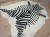 Naturalna skóra bydlęca ZEBRA 220x185 cm rozłożona w dużym salonie  - dekoracyjneskory.pl