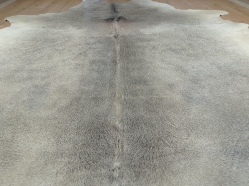 Naturalna skóra bydlęca SZARA 235x220 cm rozłożona w dużym salonie  - zbliżenie na lśniący włos - dekoracyjneskory.pl