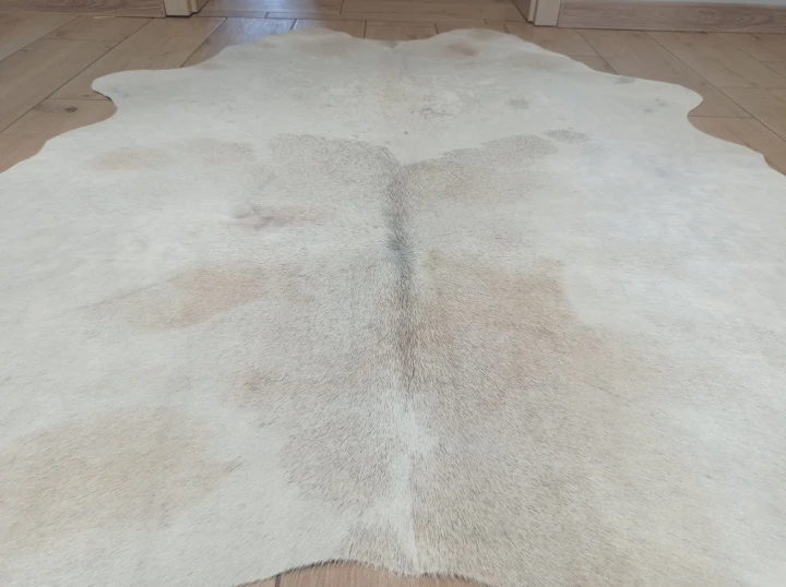 Naturalna skóra bydlęca BEŻOWO-KREMOWA 150x135 cm rozłożona w dużym salonie  - zbliżenie na lśniący włos - dekoracyjneskory.pl