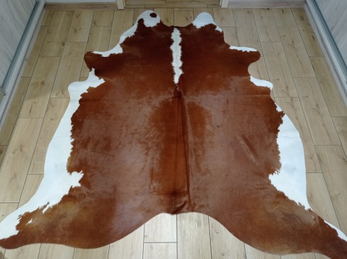 Naturalna skóra bydlęca 180x170 cm rozłożona w dużym salonie  - dekoracyjneskory.pl