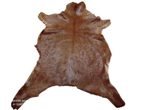 473142966_1331255348028661_268512855455358240_n-removebg-preview