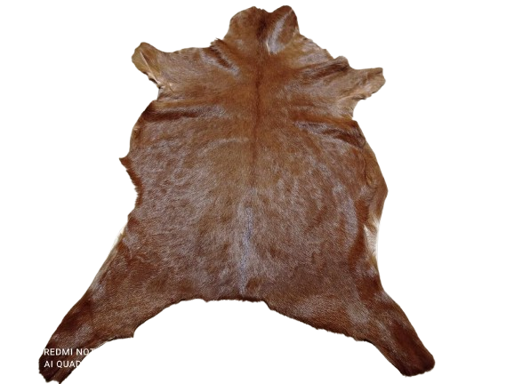 473142966_1331255348028661_268512855455358240_n-removebg-preview