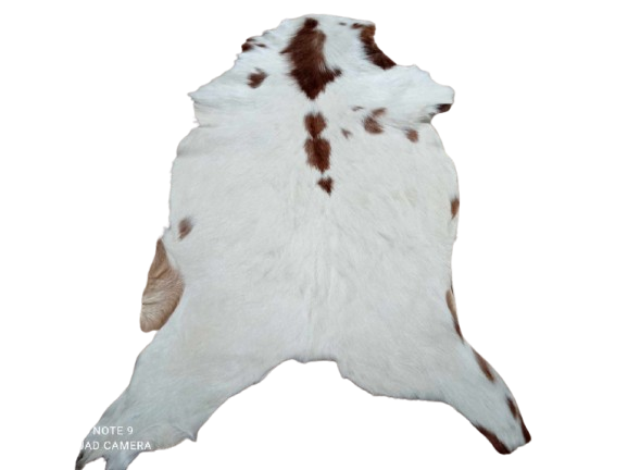 473749536_1350353272764862_8430158653458214425_n-removebg-preview